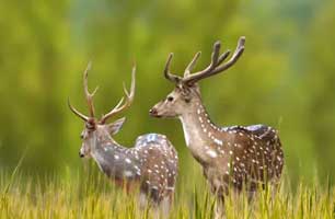 Jim Corbett National Park Uttarakhand