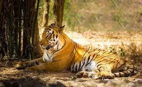 Rajaji Tiger Reserve Uttarakhand