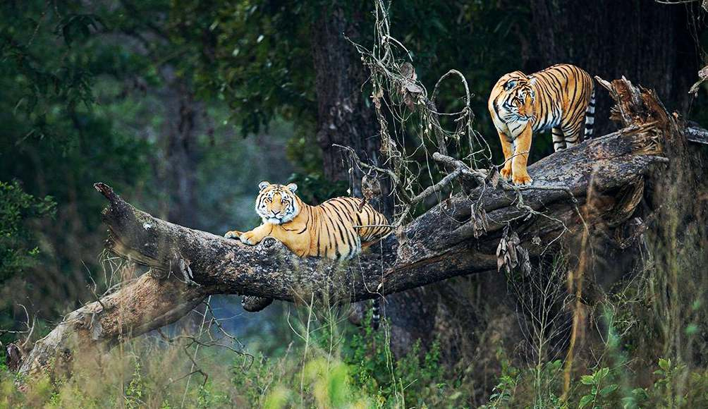 Nandhaur Wildlife Sanctuary Uttarakhand
